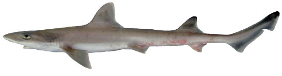 Mustelus mustelus_05.jpg